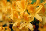 Azalea pontica