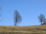 IMG_3486.jpg