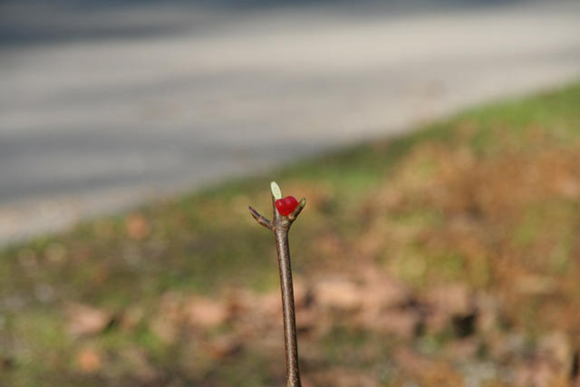 IMG_3515.jpg