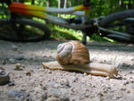 2010 MTB
