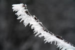IMG_4205a
