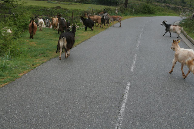 Živali na cesti so lahko za vsakim vogalom