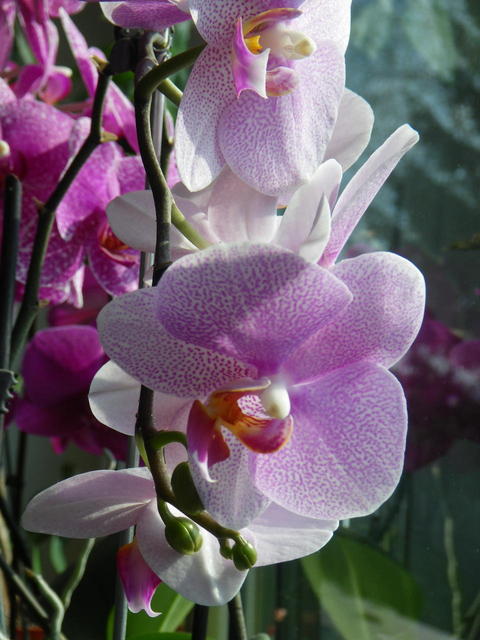 IMGP0251.JPG