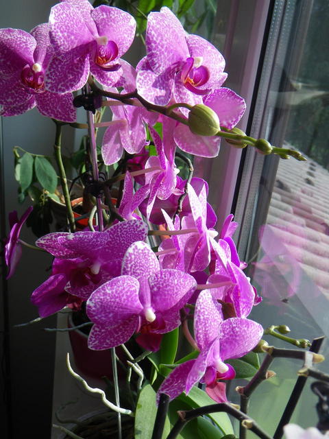 IMGP0253.JPG