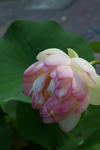 IMG_6178.jpg