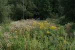 IMG_9898.jpg