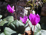 IMGP0141.jpg