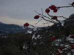 IMGP5782.jpg